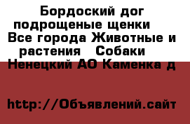 Бордоский дог подрощеные щенки.  - Все города Животные и растения » Собаки   . Ненецкий АО,Каменка д.